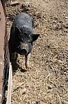 Pig-5-5-09-13-DDeRosaPhoto.jpg