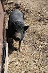 Pig-5-5-09-16-DDeRosaPhoto.jpg