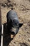 Pig-5-5-09-18-DDeRosaPhoto.jpg