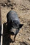 Pig-5-5-09-19-DDeRosaPhoto.jpg