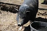 Pig-5-5-09-30-DDeRosaPhoto.jpg