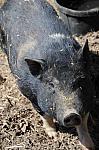 Pig-5-5-09-33-DDeRosaPhoto.jpg