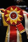 USEF-1-14-10-265-DDeRosaPhoto.jpg