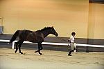 USHJA-Derby-8-19-10-Jog-DER_6840-DDeRosaPhoto.JPG