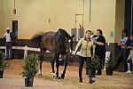 USHJA-Derby-8-19-10-Jog-DER_6900-DDeRosaPhoto.JPG