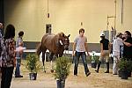 USHJA-Derby-8-19-10-Jog-DER_6929-DDeRosaPhoto.JPG