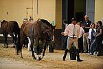 USHJA-Derby-8-19-10-Jog-DER_6950-DDeRosaPhoto.JPG