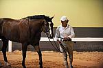 USHJA-Derby-8-19-10-Jog-DER_6989-DDeRosaPhoto.jpg