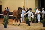 USHJA-Derby-8-19-10-Jog-DER_7039-DDeRosaPhoto.JPG