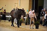 USHJA-Derby-8-19-10-Jog-DER_7051-DDeRosaPhoto.JPG