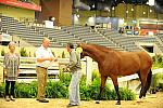 USHJA-Derby-8-20-10-DER_9082-QRnd1-DDeRosaPhoto.jpg