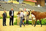 USHJA-Derby-8-20-10-DER_9090-QRnd1-Castello-JackHowell-DDeRosaPhoto.jpg