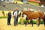 USHJA-Derby-8-20-10-DER_9091-QRnd1-Castello-JackHowell-DDeRosaPhoto.jpg