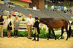 USHJA-Derby-8-20-10-DER_9098-QRnd1-RockStar-LouiseSerio-DDeRosaPhoto.jpg