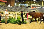 USHJA-Derby-8-20-10-DER_9100-QRnd1-Peridot-TammyProvost-DDeRosaPhoto.jpg