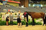 USHJA-Derby-8-20-10-DER_9101-QRnd1-Peridot-TammyProvost-DDeRosaPhoto.jpg