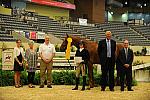 USHJA-Derby-8-20-10-DER_9162-QRnd1-Brunello-LizaBoyd-DDeRosaPhoto.jpg