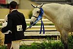 USHJA-Derby-8-20-10-DER_9190-QRnd1-SummerPlace-ScottStewart-DDeRosaPhoto.jpg