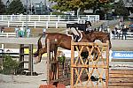 WEG3-10-6-10-Hunters-3749-DDeRosaPhoto.jpg