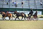 WEG3-10-7-10-DR-DRE-5543-IjsbrandChardon-NED-DDeRosaPhoto.jpg