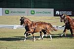 WEG3-10-7-10-DR-DRE-5605-GavinRobson-AUS-DDeRosaPhoto.jpg
