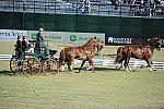 WEG3-10-7-10-DR-DRE-5622-GavinRobson-AUS-DDeRosaPhoto.jpg