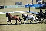 WEG3-10-7-10-DR-DRE-5677-WernerUlrich-SUI-DDeRosaPhoto.jpg