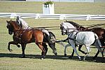 WEG3-10-7-10-DR-DRE-5706-WernerUlrich-SUI-DDeRosaPhoto.jpg