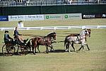 WEG3-10-7-10-DR-DRE-5709-WernerUlrich-SUI-DDeRosaPhoto.jpg