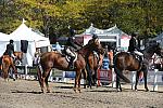 WEG3-10-7-10-Hunters-WEG_6202-DDeRosaPhoto.jpg