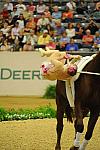 WEG3-10-7-10-Vaulting-5910-DDeRosaPhoto.jpg