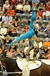 WEG3-10-7-10-Vaulting-5967-DDeRosaPhoto.jpg