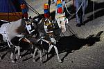 WEG1-9-22-10-Miramar_0393-DDeRosaPhoto.jpg
