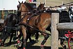 WEG4-10-9-10-DR-Marathon-0656-ChesterWeber-DDeRosaPhoto.jpg