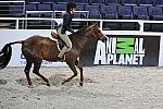 Animal_Planet-WIHS3-10-31-10-Cl113-MedPnyHtr-9463-Cosmic-CarolineKellogg-Barrel-DDeRosaPhoto.jpg