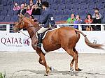 WIHS3-10-31-10-Cl191-RegHtrFinalsHrs-0326-Sofia-BonnieDarcey-DDeRosaPhoto.jpg