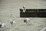 Terriers-WIHS2-10-30-10-8643-DDeRosaPhoto.JPG