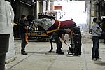 WIHS2-2010-WEG_0480-DDeRosaPhoto.jpg