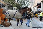 WIHS1-10-24-11-DSC_6102-DDeRosaPhoto.JPG