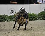 WIHS3-10-27-11-MuttonBusting-2540-DDeRosaPhoto.JPG