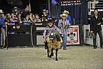 WIHS3-10-27-11-MuttonBusting-2561-DDeRosaPhoto.JPG
