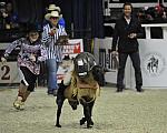 WIHS3-10-27-11-MuttonBusting-2563-DDeRosaPhoto.JPG