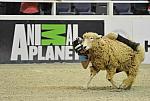 WIHS3-10-27-11-MuttonBusting-2688-DDeRosaPhoto.JPG