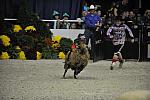 WIHS3-10-27-11-MuttonBusting-2758-DDeRosaPhoto.JPG