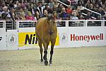 Australian-WIHS4-10-29-11-4136-DDeRosaPhoto