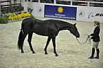 Model-WIHS1-10-25-11-Cl1GrCfHtrMod-0221-DDeRosaPhoto