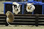 Terriers-WIHS-10-29-11-8375-DDeRosaPhoto
