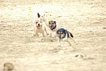 Terriers