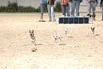 Terrier Racing