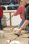 721-Terriers-WIHS-10-27-06-&copy;DeRosaPhoto.JPG